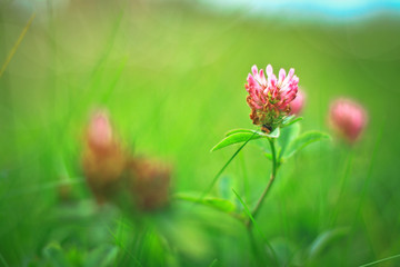 Grass and clover in a meadow in the sun. Green floral background