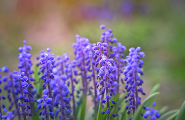 Fototapeta premium Blue Grape Hyacinth Muscari armeniacum flower in bloom in spring. Background blurred bokeh