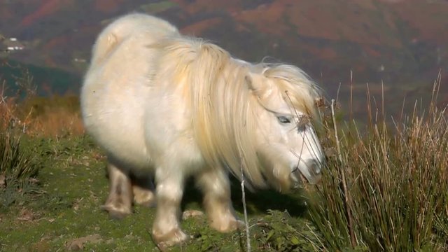 Pony cute animal 