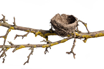 Empty Bird Nest. Abandoned nest on the old tree branch, isolated on white background.