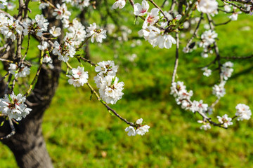 blossoming almond trees on a sunny field