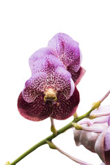 Fototapeta premium Wanda Orchid