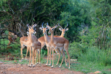 antylopy impala (Aepyceros melampus) w parku narodowym Pilanesberg © andrzej_67