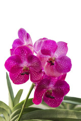 Fototapeta na wymiar Wanda Orchid