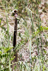Female boomslang and chameleon