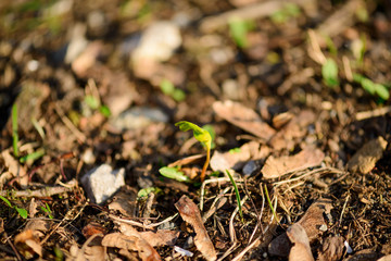 Young green sprouts in the early spring