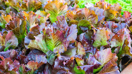 Red Oakleaf Lettuce, Home grown organic lettuce ready for harvest
