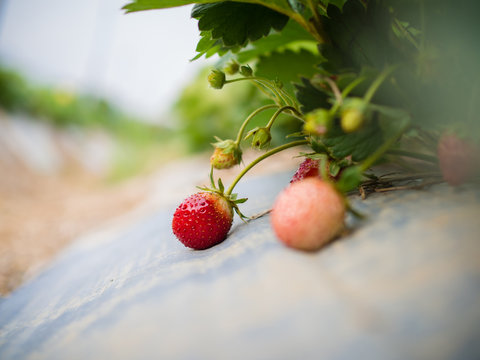 strawberry at farm