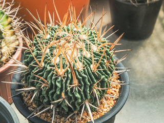 Beautiful succulent cactus, Close up and selective focus