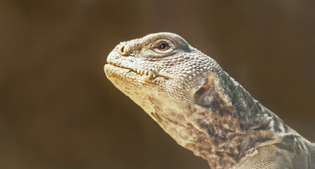 portrait of a bearded agama.