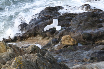 mouette en plein vol