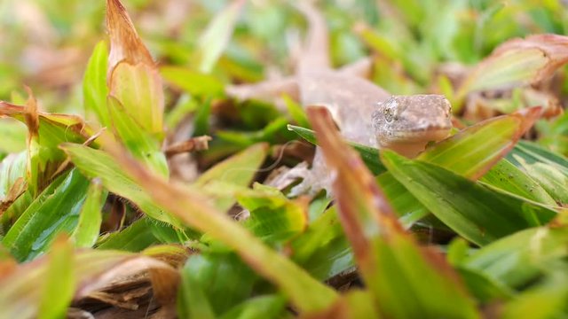 The Lizard on The Grass and Enemy in The Back