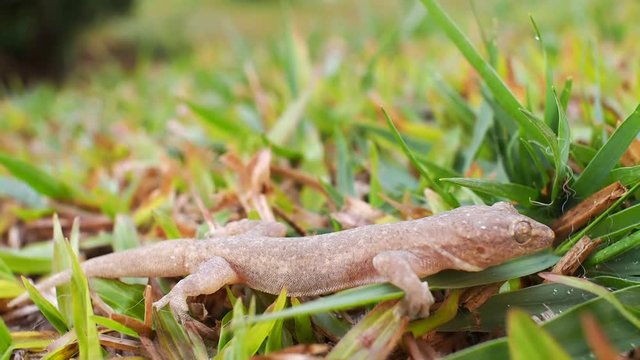 The Lizard on The Lawn