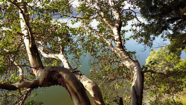 Madrona Tree, Close in, Pan-down, Water in Background