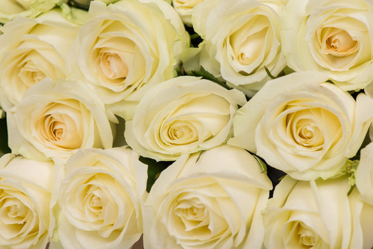 Closeup of a bunch of tender yellow roses background