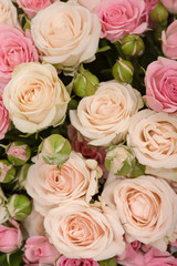 Closeup of pink tender roses with buds background