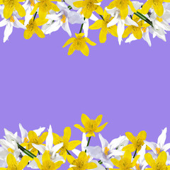 Beautiful floral background of white crocuses and buttercups 