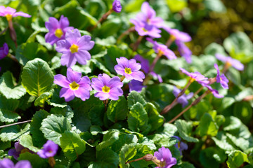 Primrose pink flowers (Primula Vulgaris). Pink primroses. Primula flowers growing in the field.