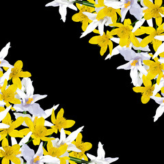 Beautiful floral background of white crocuses and buttercups 