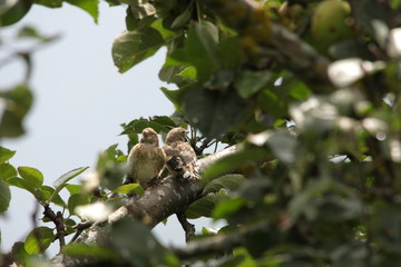 Jeunes oisillons de chardonnerets élégants, Carduelis carduelis