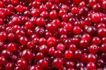 Fresh ripe cranberry in water. Red berries with drops. Food background.