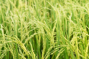 Close up of green paddy rice.