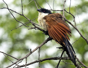 Coucal