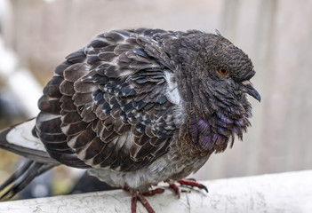 A ruffled dove.