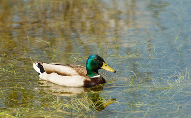 pato macho