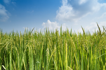 Close up of green paddy rice.