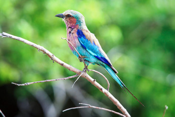 The lilac-breasted roller (Coracias caudatus), Botswana