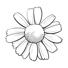Open black and white chamomile blossom, top view, sketch style vector illustration isolated on white background. Realistic top view hand drawing of wild chamomile, field flower