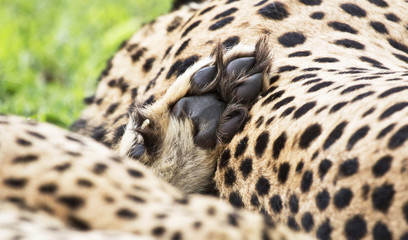 Cheetah