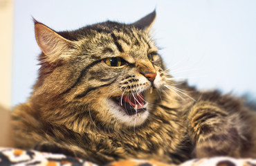Obraz premium Aggressive, angry, mad, unpredictable cat. Protects against a predator attack. Blur bokeh background