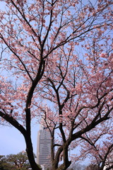 早咲きの桜