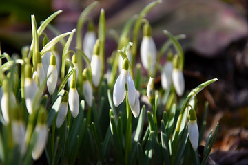 Snowdrops in spring