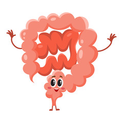 Cute and funny, smiling healthy bowel, intestine character, cartoon vector illustration isolated on white background. Healthy human intestine, bowel, colon character, human digestive system element