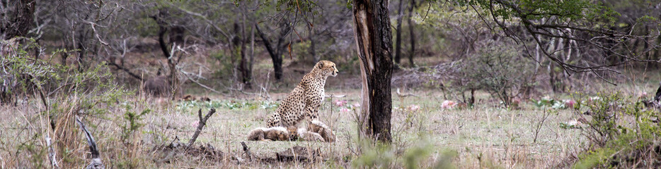 Cheetah and cubs