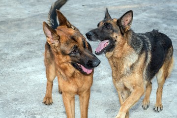 German shepherd dogs Teasing portrait on concrete floor background. couple dogs funny scene.
