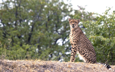 Cheetah