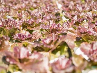 Red lettuce in hydroponics farm