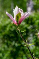 pink magnolia