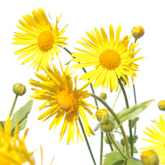Obraz premium Leopard's banes (Doronicum) yellow flower isolated on white background
