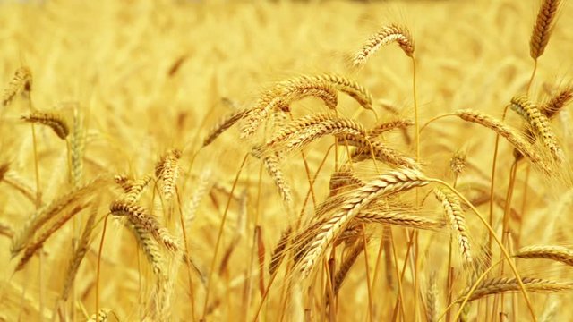 Wheat field. Golden Ears of ripe wheat swaing on the wind on a sunny noon. Kherson region before war 2022, Ukraine