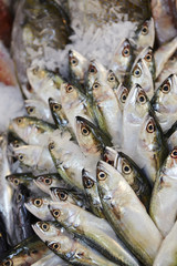 fresh fish