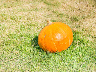 A Pumpkin on the grass for farm or Halloween background.