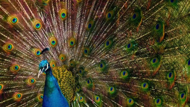 Peacock Shakes Its Feathers
