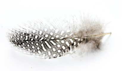 Speckled bird feather isolated © san_ta