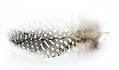 Speckled bird feather isolated