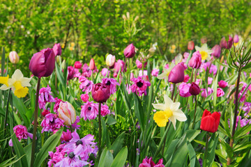 Fototapeta premium Pink and purple tulips in the spring garden.